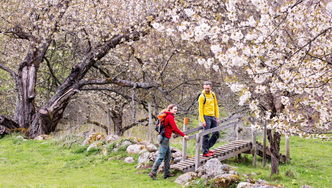 Par vandrar mellan blommande hagar