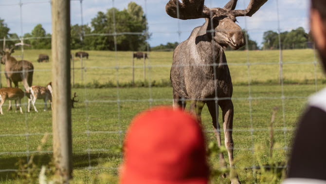 Pojke med röd keps och hans pappa tittar på en älg genom hägnet.