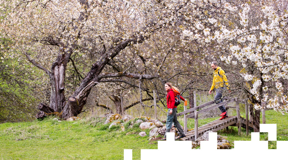En kvinna och en man vandrar under körsbärsträdens blommande kronor. 