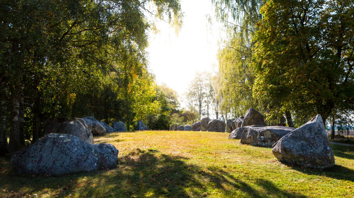 24 klumpformade stenar ligger på marken i form av ett skepp omgivet av björkar. 