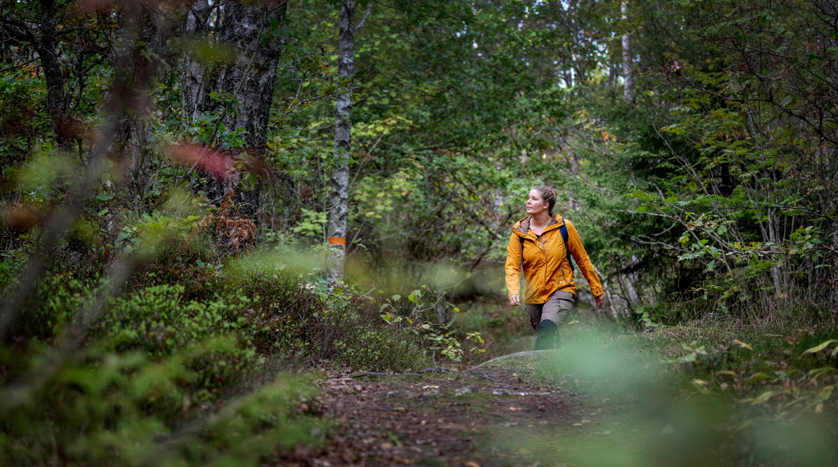 Tjej i gul jacka vandrar på en stig genom den gröna skogen. 