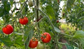 Tomatplanta i ett växthus