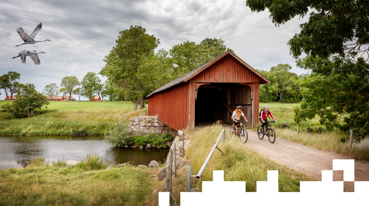 En man och en kvinna cyklar ut genom ett brohus som sträcker sig över en å. Bakom dem flyger två tranor förbi.