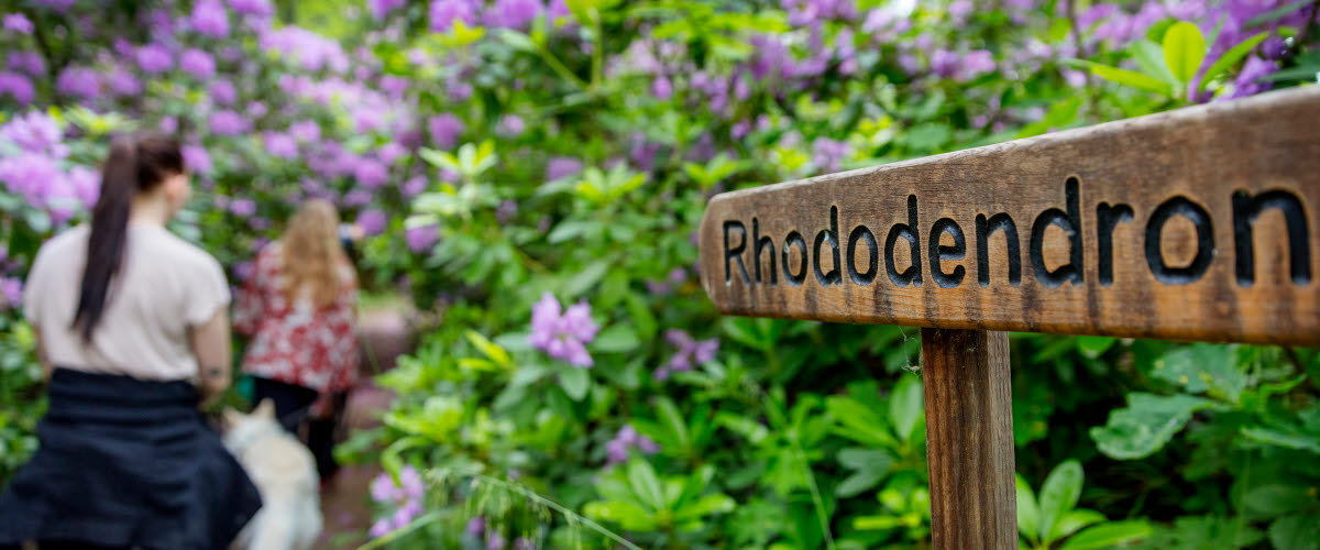 Två kvinnor går in i en tunnel av lila Rhododendronbuskar. I bilden syns också en skylt som säger Rhododendrondalen. 