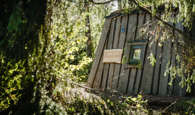 A glimpse of Skogsmulle cabin between the branches. 