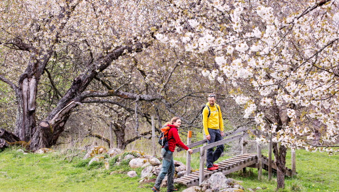 Par vandrar mellan blommande hagar