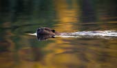 Beaver swimming