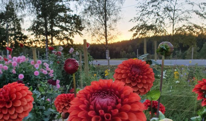 Lundens Trädgård Dahlia