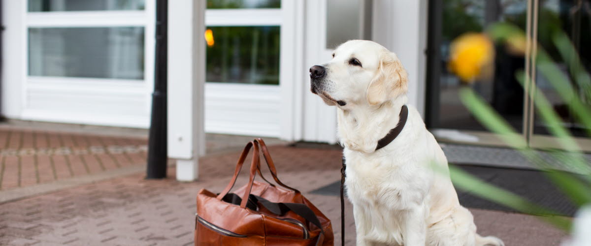 Hund i Västsverige