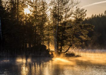 En naturbild på en liten sjö i skogen där granar och tallar står stolt längs med sjökanten. Solen strålar genom skogen och lämnar ett guldigt sken ner i vattnet. 