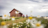 Två personer cyklar på en väg omgivna av fält och blommor