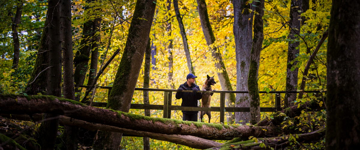 En man och hans hund står på en bro och blickar ut över den omgivande naturen i höstskrud. 