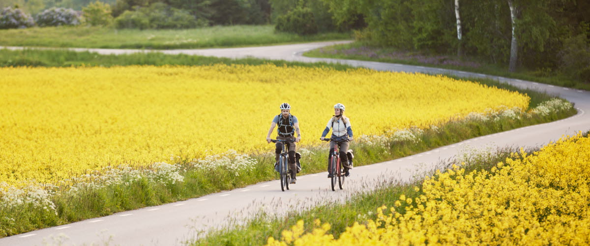 Vänner cyklar bland rapsfält