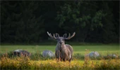 A moose standing on a field