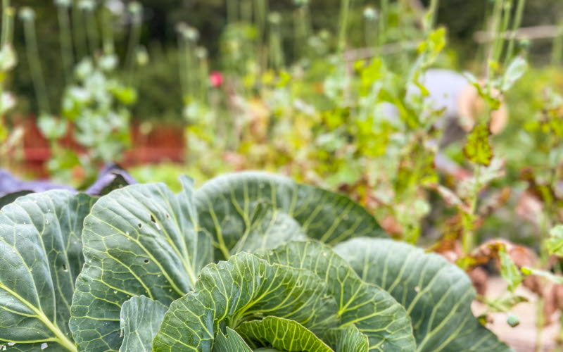 Trädgården på Sundsby Säteri