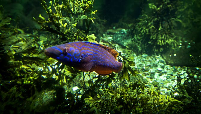 A fish in the tank at Havets Hus