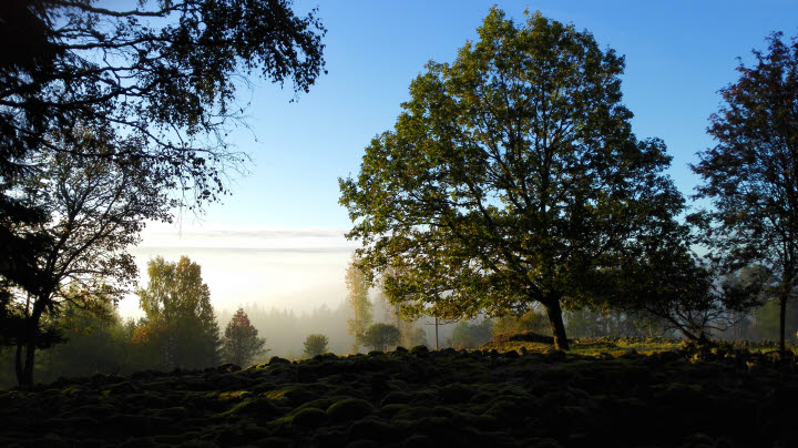 Dalumsleden