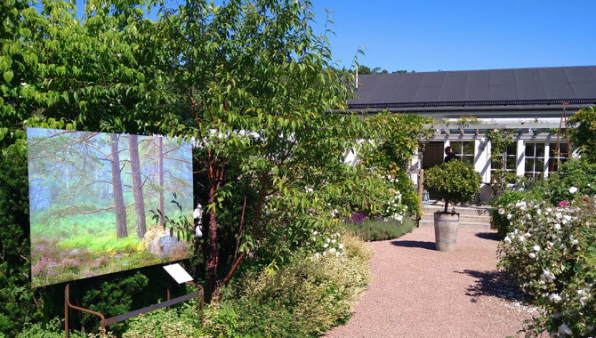 En grönskande miljö runt Trädgårdskaféet med buskar och blommor samt en uppsatt tavla som föreställer en skog.