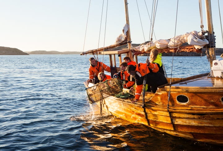 Fishing for Lobster