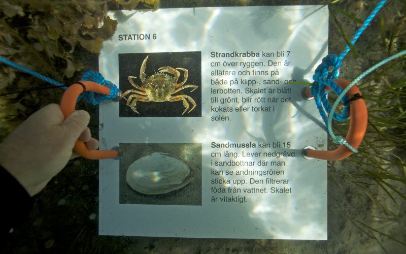 Snorkelled i Kosterhavet. Längst leden finns det stationer under ytan med informationsskyltar.