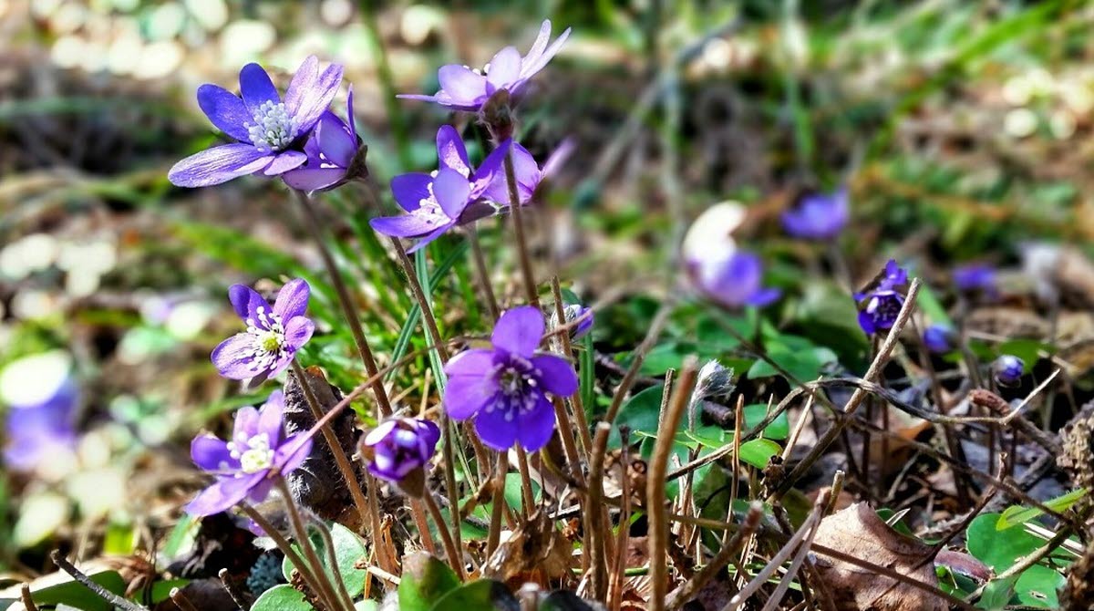Blommande blåsippor