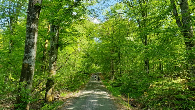 Bokskog, naturreservat, Herrljunga