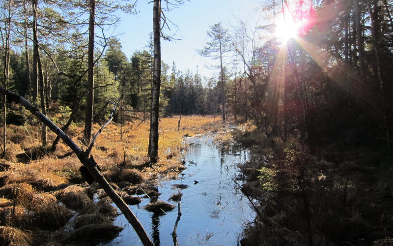 Tresticklan Nationalpark