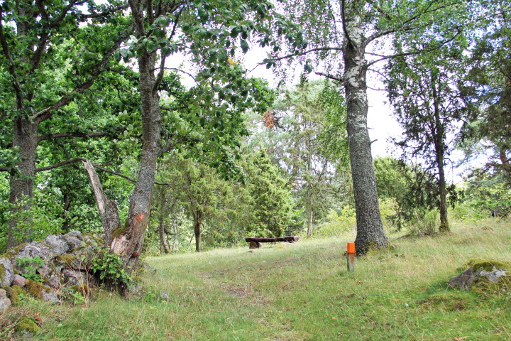 A path threw grass and under trees leading to a bench.