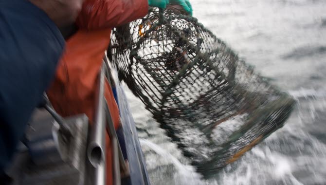 Hummerfiske där en fångstbur dras upp från havet.