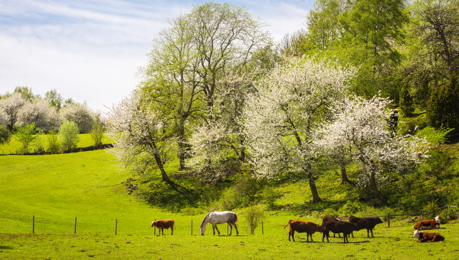 Vackert vårlandskap över en hage med betande kor och blommande körsbärsträd.