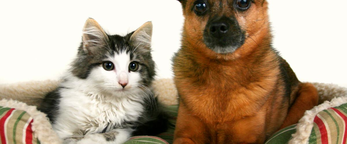 En katt och en hund som ligger i en korg.
