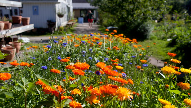 Flowerbed with cornflowers and marigolds at Kosters Gardens.