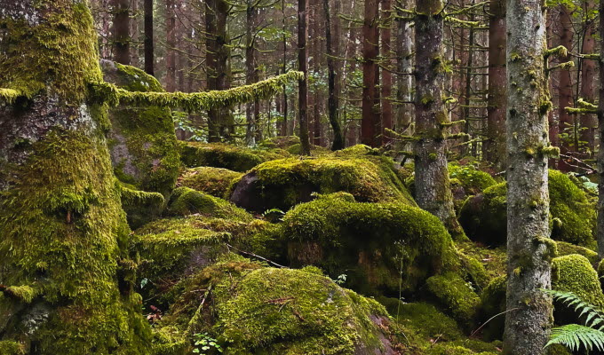 Mossbeklädda stenar och träd i en trollskog.