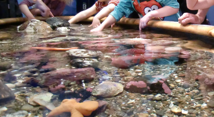 Kids touching sea animals in an aquarium.