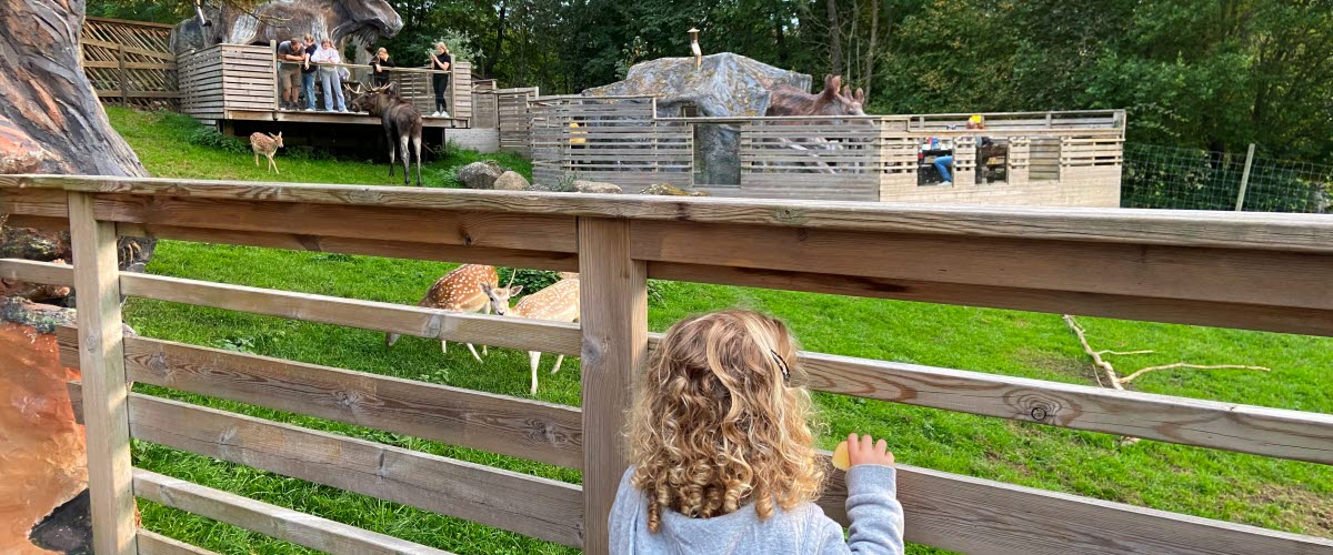 A child looks at animals in an enclosure.