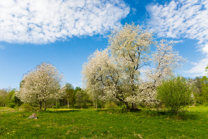 Green meadow with cherry blossom trees. 
