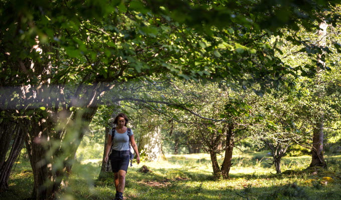 En kvinna med brunt hår vandrar är ute och vandrar i vacker sommargrön natur