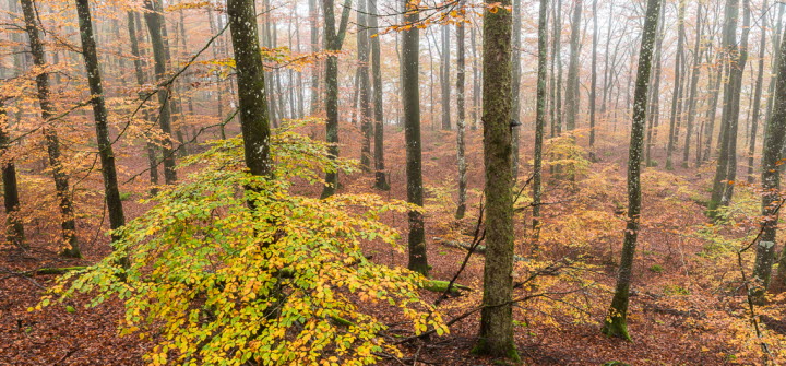 En bild på en höstfärgad bokskog i dimma. 