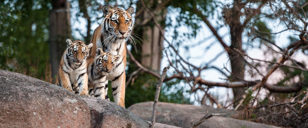 Three tigers.