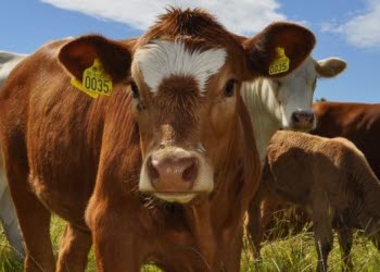 Frugården kött, bild på kor,  från deras webbplats