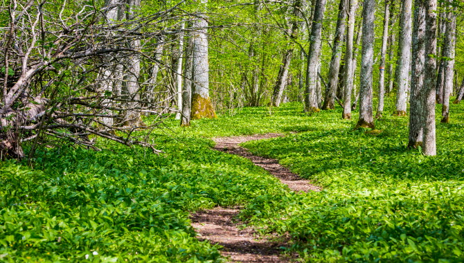 En stig går genom ett hav av ljusgrön ramslök i naturreservatet Sotaliden Stolan.