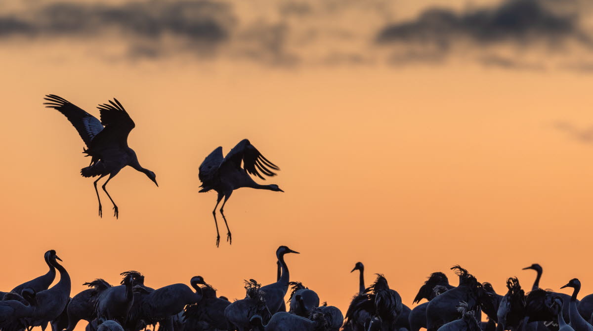 Två tranor är påväg att landa hos sin flock i soluppgången.