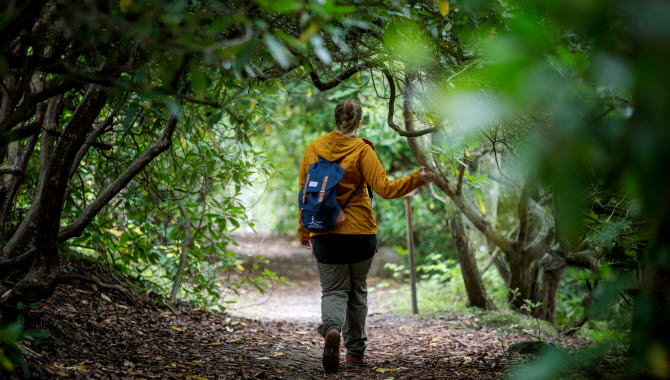 Kvinna i gul jacka vandrar längs en lövtäckt stig omgiven av gröna snirkliga rhododendronblad