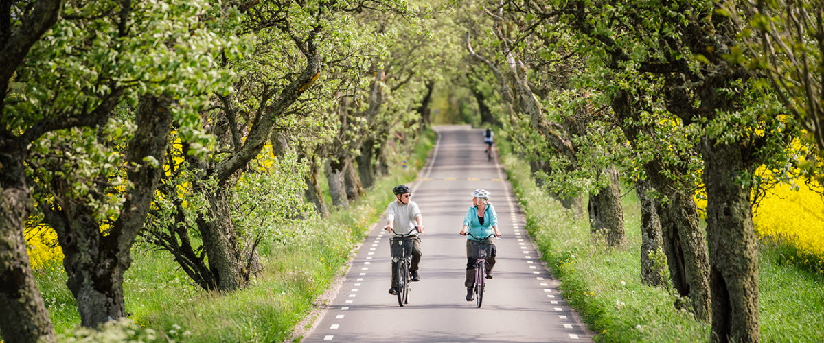 Två personer cyklar genom oxelallén vid Åsen. 