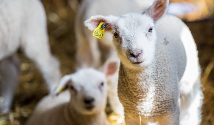 En bild på två lamm i solljus. I bakgrunden kan man skymta fler lamm.