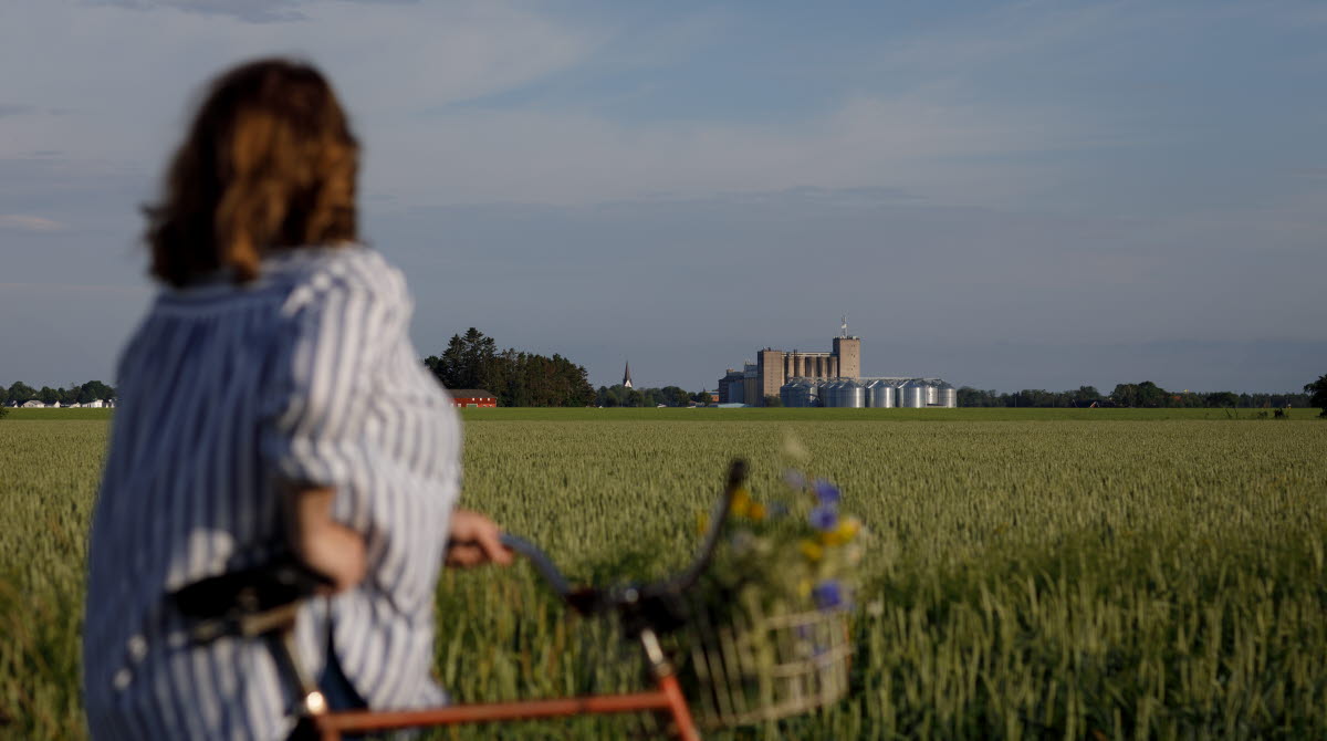 Kvinna står och kollar ut över ett spannmålsfält med en cykel och blommor i korgen. 