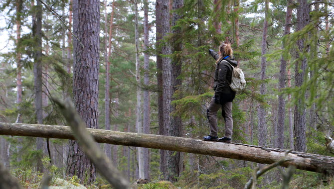 En person står på en fallen trädstam i en vildvuxen granskot. Personen pekar upp mot himlen.