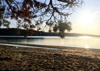 En bild över en stor sjö i kvällssolen. En tallgren syns i förgrunden, liksom en sandstrand.