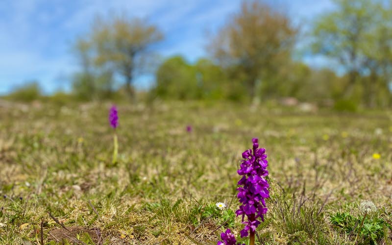 A spring photo with blooming trees and various flowers on a calcareous nature reserve at Kinnekulle.