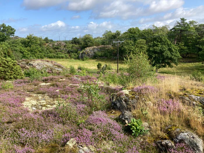 Stuverödsleden